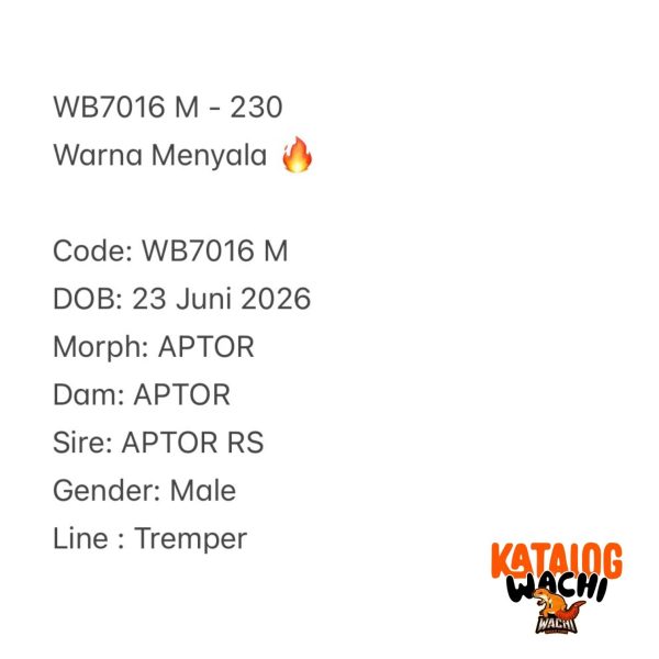 WB7016 M | Warna Menyala 🔥