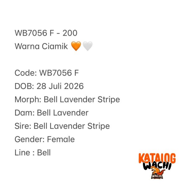 WB7056 F | Warna Ciamik 🧡🤍