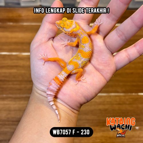 49 WB7057 F | Jeruk Lavender 🧡🤍