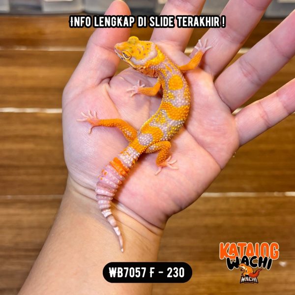 WB7057 F | Jeruk Lavender 🧡🤍
