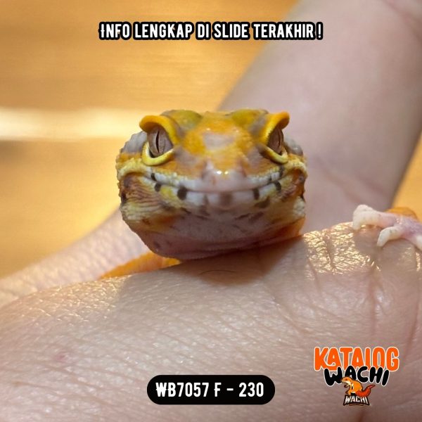WB7057 F | Jeruk Lavender 🧡🤍