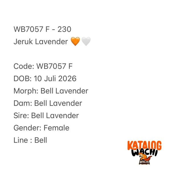 WB7057 F | Jeruk Lavender 🧡🤍