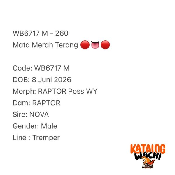 WB6717 M | Mata Merah Terang 🔴👅🔴