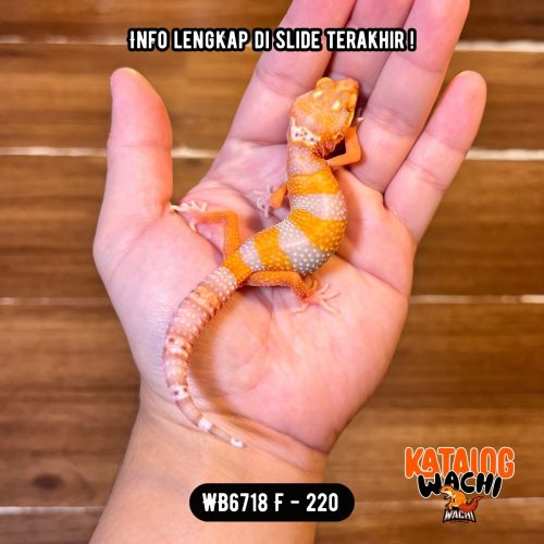 WB6718 F | Jeruk Ngejreng 🧡🤍