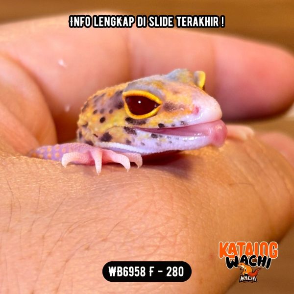 WB6958 F | Full Oyen Menyala 🎃🔥 Mata Merah Terang 🔴👅🔴
