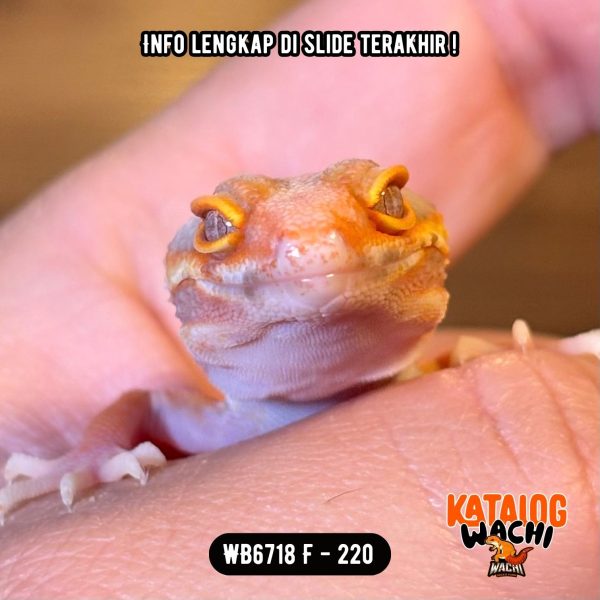 WB6718 F | Jeruk Ngejreng 🧡🤍
