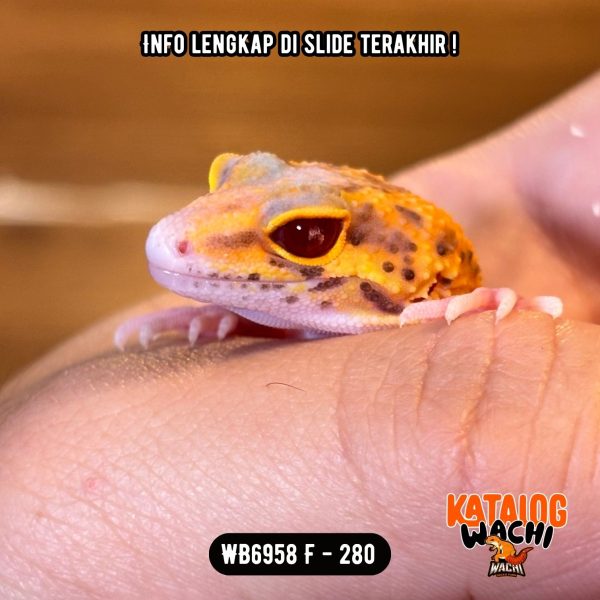 WB6958 F | Full Oyen Menyala 🎃🔥 Mata Merah Terang 🔴👅🔴