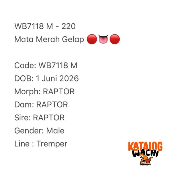 WB7118 M | Mata Merah Gelap 🔴👅🔴