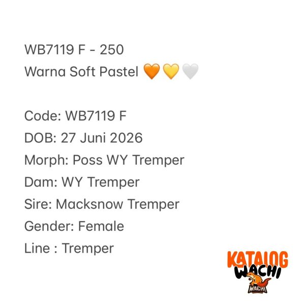 WB7119 F | Warna Soft Pastel 🧡💛🤍