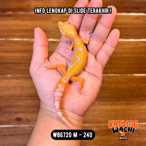 WB6720 M | Menyala-Nyala 🔥