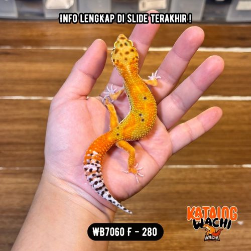 59 WB7060 F | Warna Ciamik ❤️🧡💚