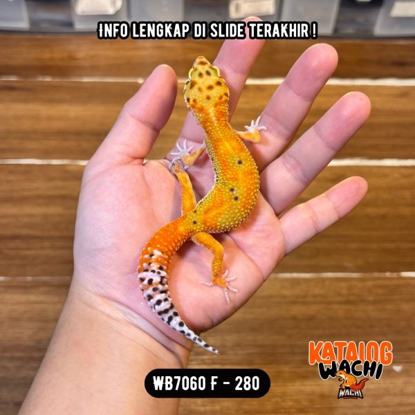 WB7060 F | Warna Ciamik ❤️🧡💚
