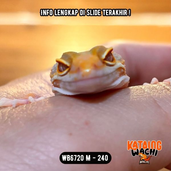 WB6720 M | Menyala-Nyala 🔥