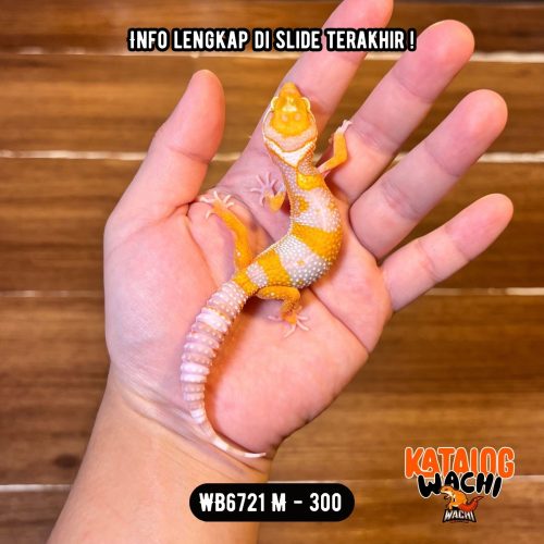 WB6721 M | Jeruk Silver 🧡🤍