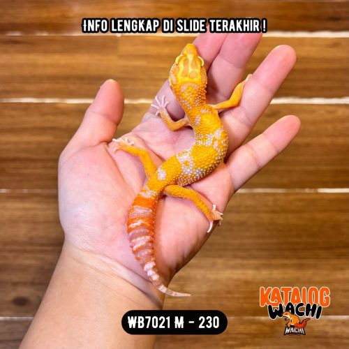 62 WB7021 M | Menyala-Nyala 🔥