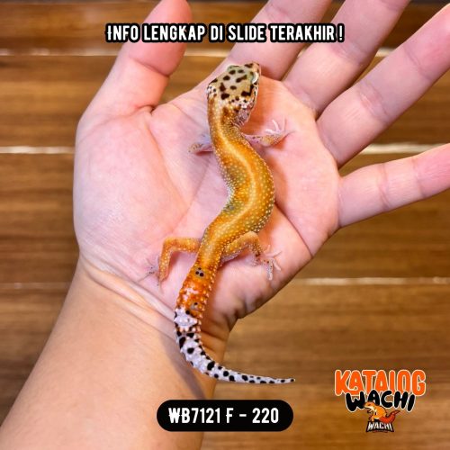 62 WB7121 F | Warna Ciamik ❤️🧡💚