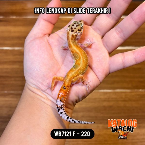 WB7121 F | Warna Ciamik ❤️🧡💚