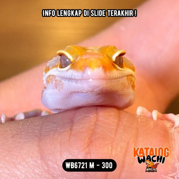 WB6721 M | Jeruk Silver 🧡🤍