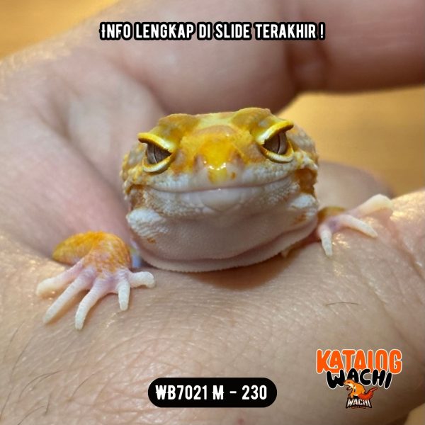 WB7021 M | Menyala-Nyala 🔥