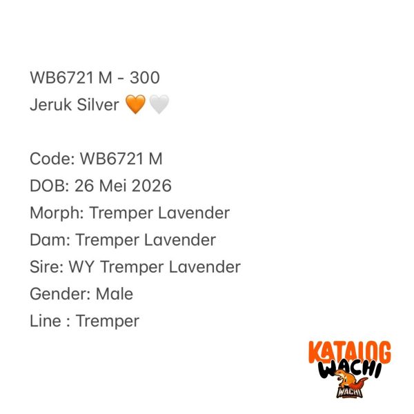 WB6721 M | Jeruk Silver 🧡🤍