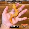 WB7122 M | Full Oyen 🧡