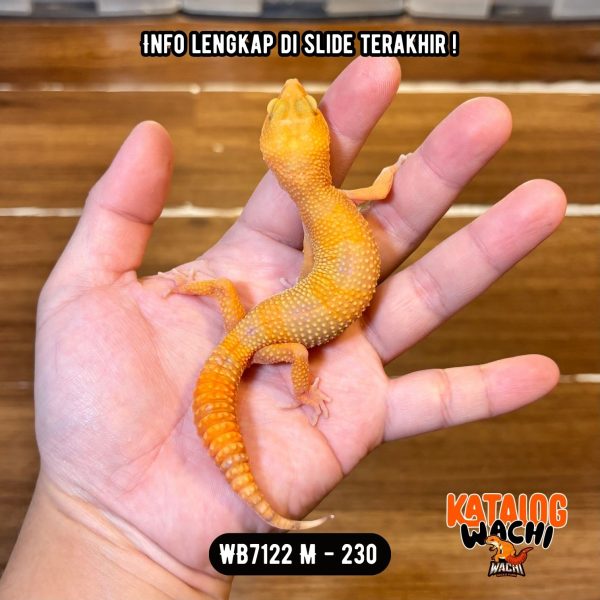 WB7122 M | Full Oyen 🧡