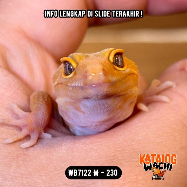 WB7122 M | Full Oyen 🧡