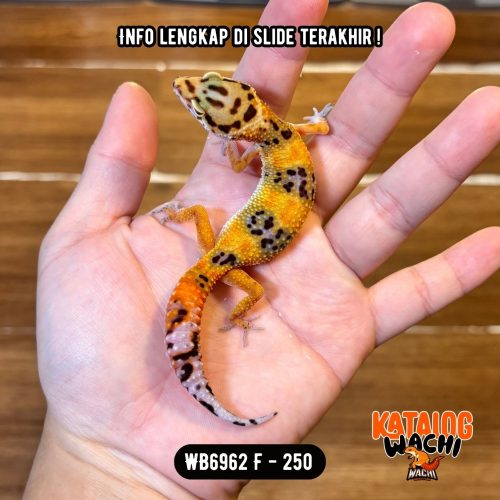 67 WB6962 F | Warna CIAMIK 🖤❤️🧡💚
