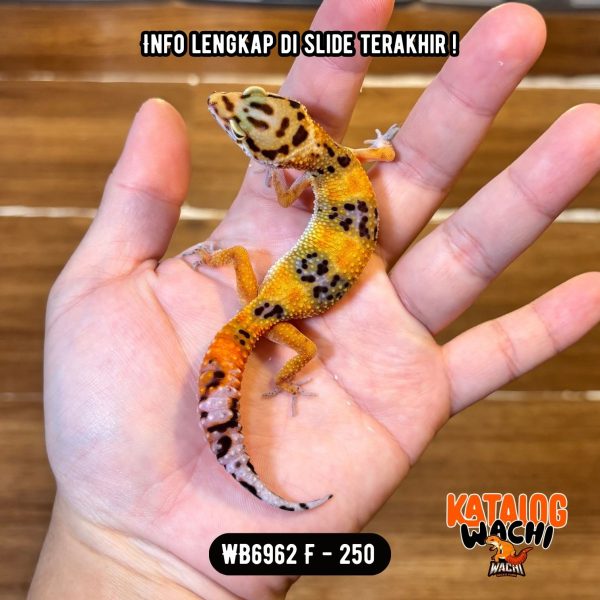 WB6962 F | Warna CIAMIK 🖤❤️🧡💚