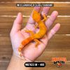 WB7023 M | Pedes Cuy 🥵🔥