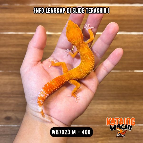 WB7023 M | Pedes Cuy 🥵🔥