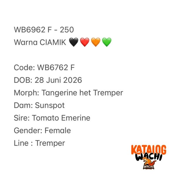 WB6962 F | Warna CIAMIK 🖤❤️🧡💚