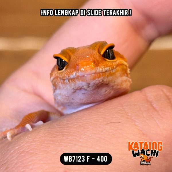WB7123 F | Es Jeruk PEDAS 🌶️🍊