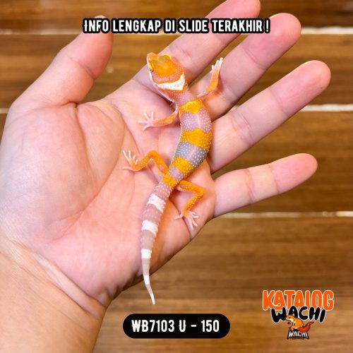 7 WB7103 U | Baby Jeruk 🍊