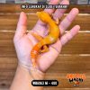 WB6963 M | Full Oyen Ngejreng 🔥🔥🔥