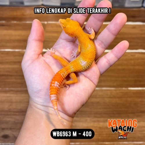 70 WB6963 M | Full Oyen Ngejreng 🔥🔥🔥