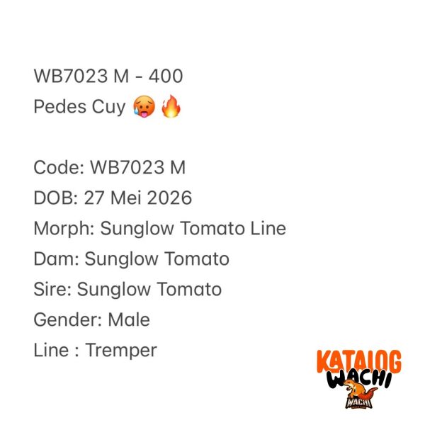 WB7023 M | Pedes Cuy 🥵🔥