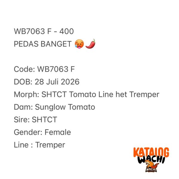 WB7063 F | PEDAS BANGET 🥵🌶️