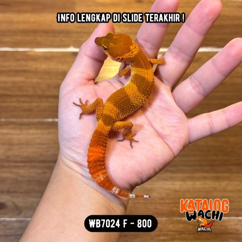 71 WB7024 F | DIFFERENT LEVEL sih ini 🥵😱