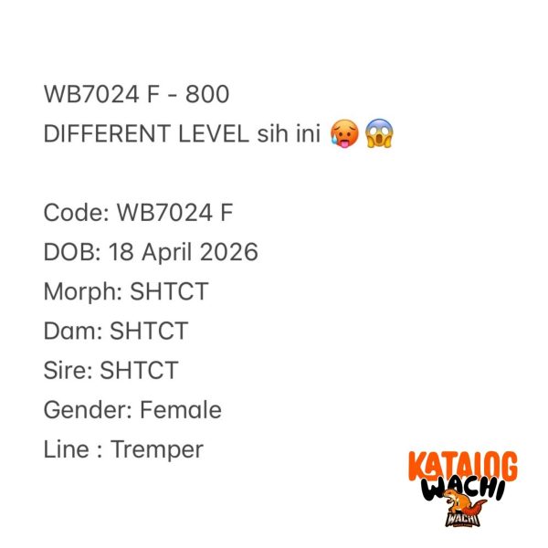 WB7024 F | DIFFERENT LEVEL sih ini 🥵😱