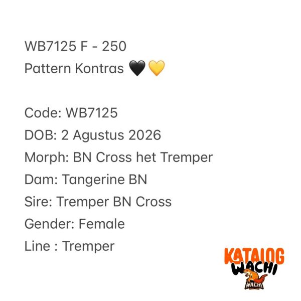 WB7125 F | Pattern Kontras 🖤💛
