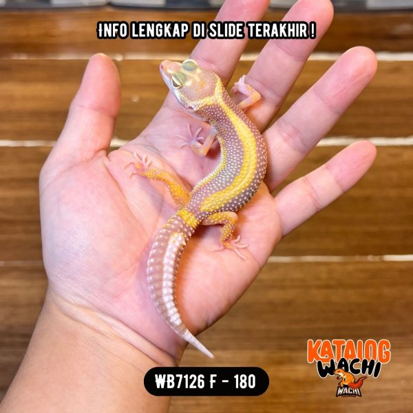 WB7126 F | Jalan Tol Versi Albino 💛🤍✨