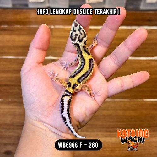 79 WB6966 F | CAKEP BANGET 💛🖤✨