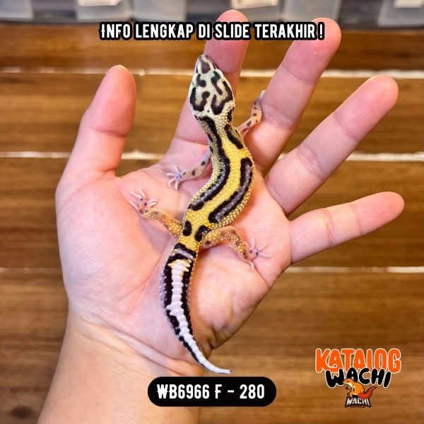 WB6966 F | CAKEP BANGET 💛🖤✨