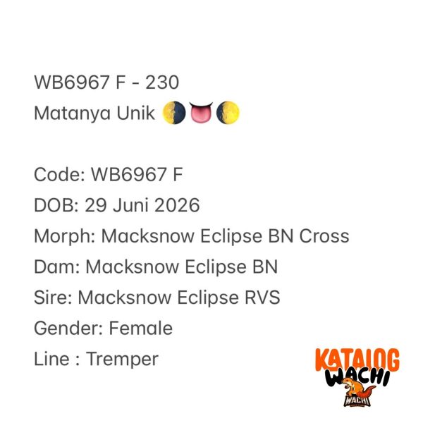 WB6967 F | Matanya Unik 🌗👅🌔