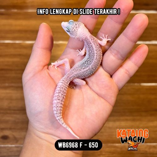 86 WB6968 F | Senyum2 Pitak 😍 Mata Full Hitam ⚫️👅⚫️