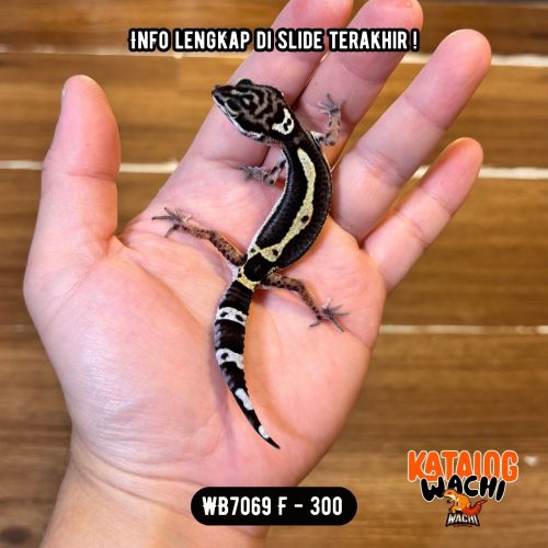 86 WB7069 F | Ireng Cakep 🖤✨