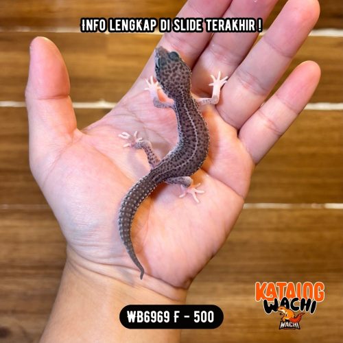 89 WB6969 F | Senyum2 Ireng 😈 Mata Full Hitam ⚫️👅⚫️