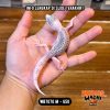 WB7070 M | Si Paling Senyum 🥹 Mata Full Hitam ⚫️👅⚫️