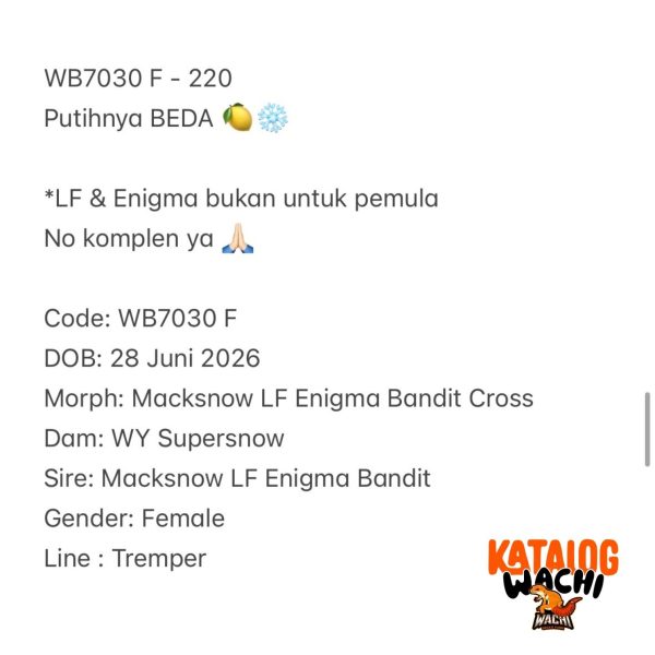 WB7030 F | Putihnya BEDA 🍋❄️